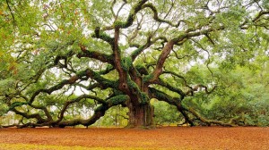 Angel Oak tree Charleston SC, dunes properties