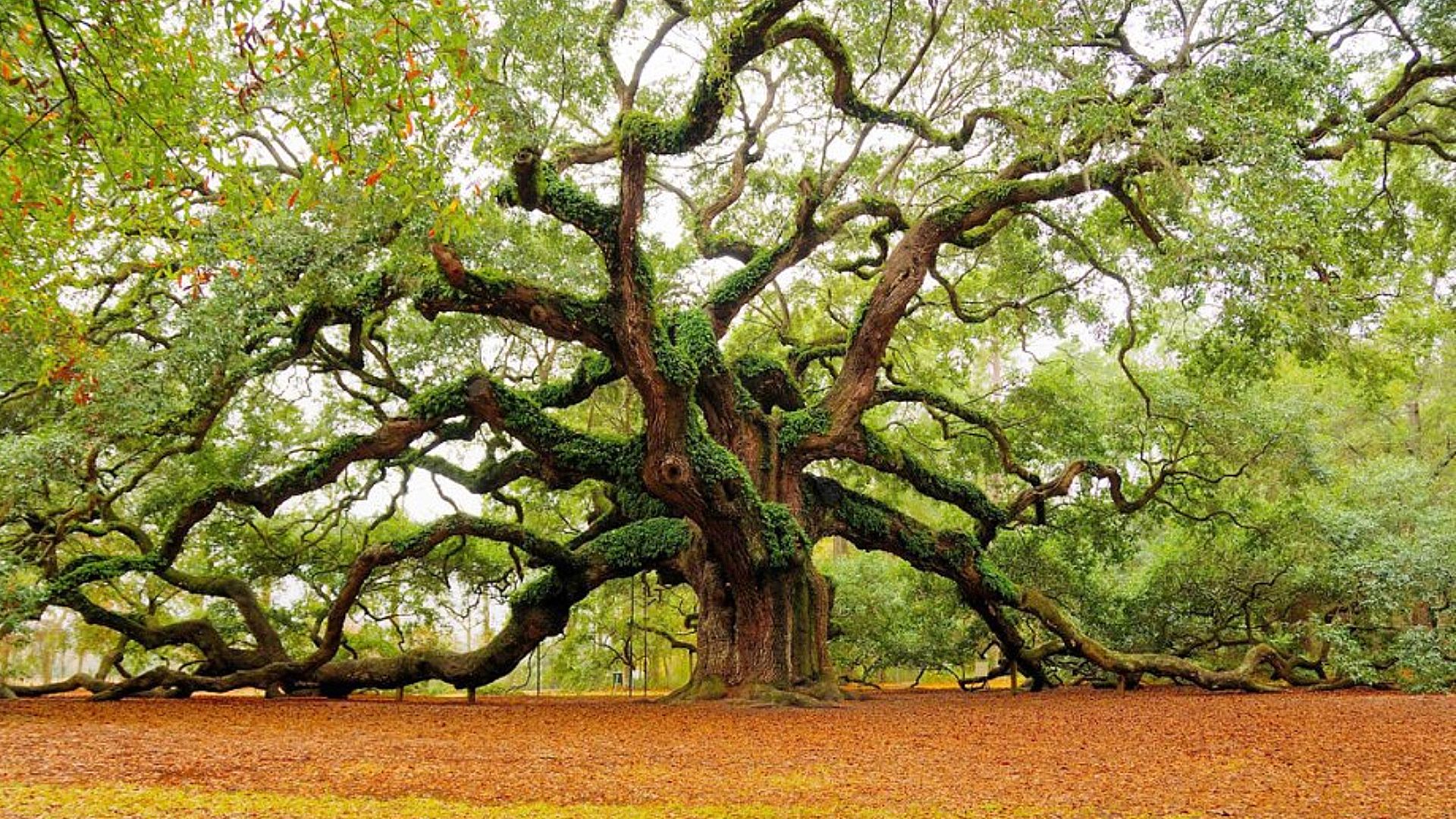 Oak Tree Realty Group 42