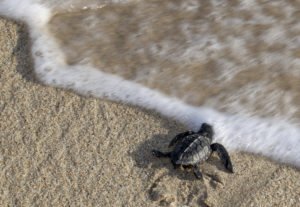 Sea Turtles, Charleston SC Outdoors